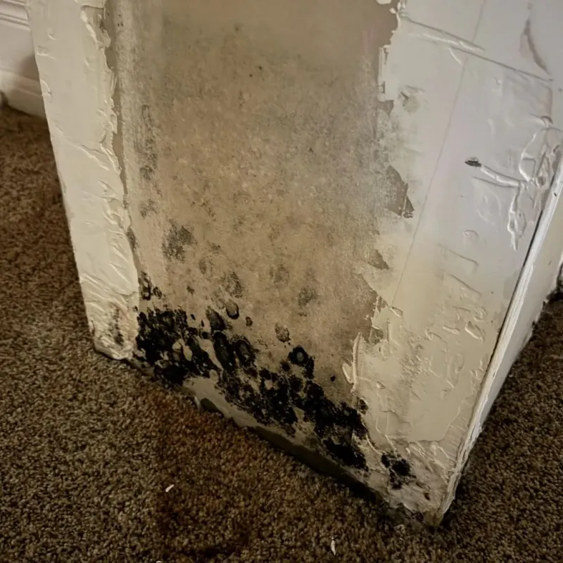 Professional Mold Removal in Holden, MO